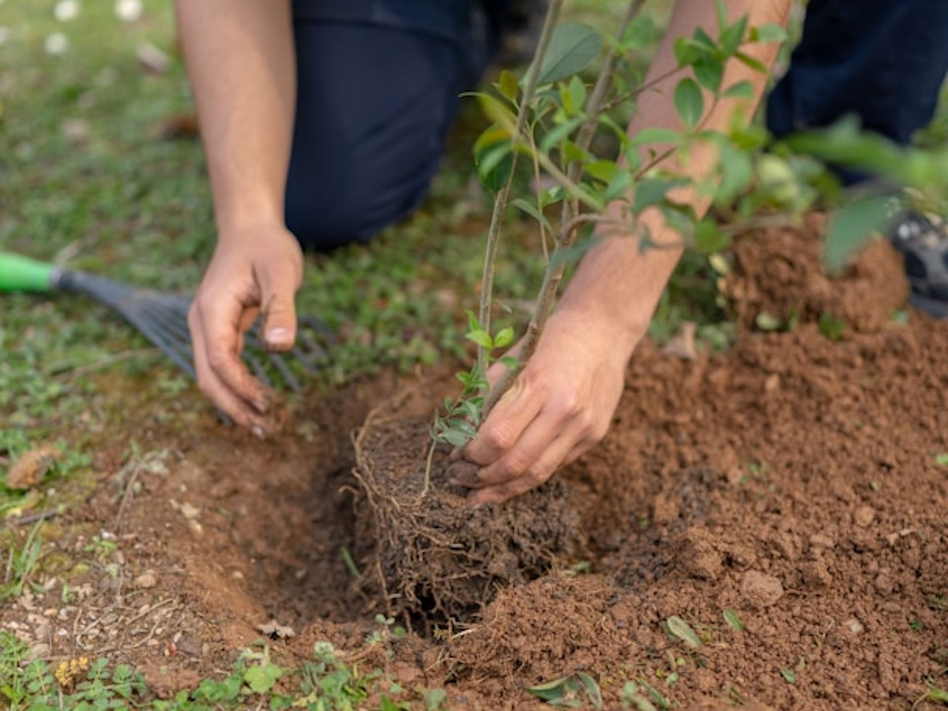 A person planting a tree on the ground