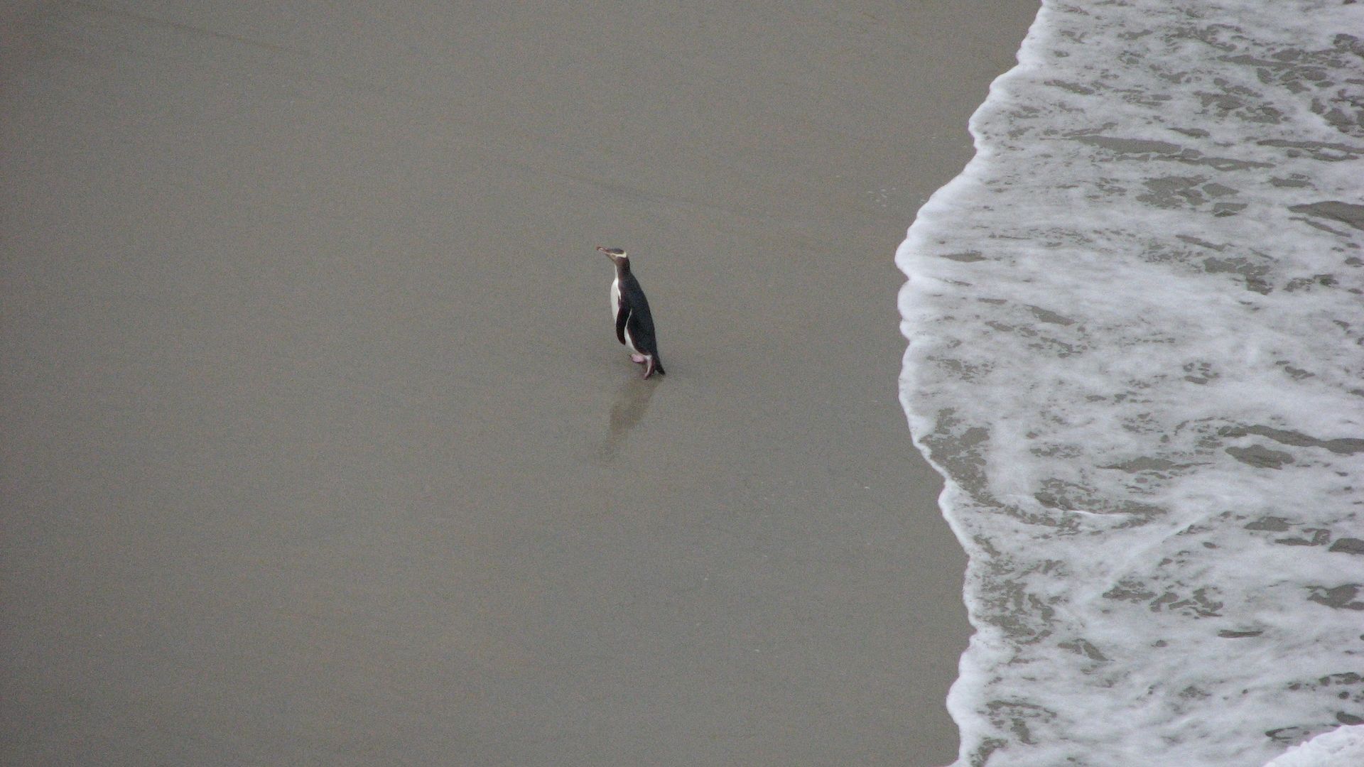 Hoiho coming into shore from sea