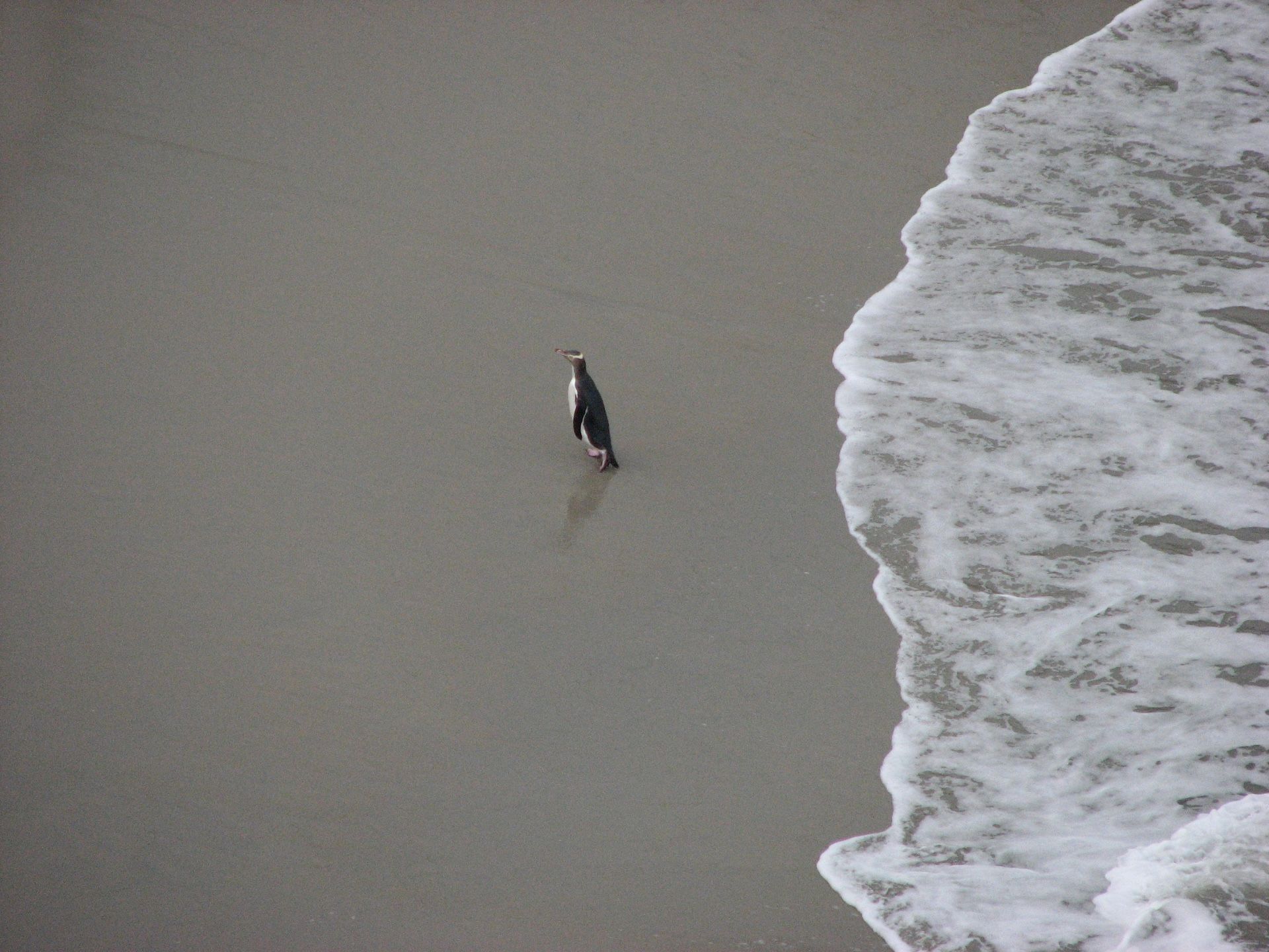 The changing diet of hoiho and the impact
