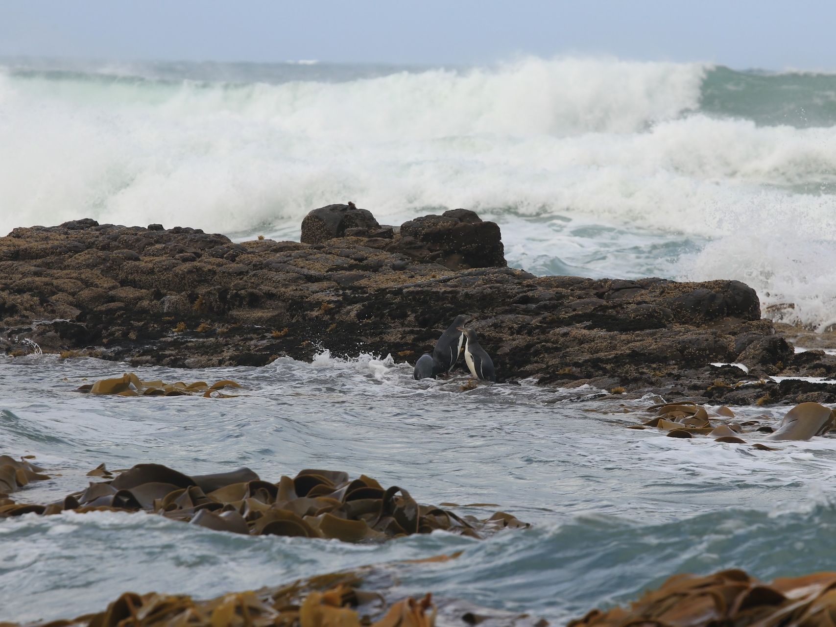 Taking legal action for hoiho