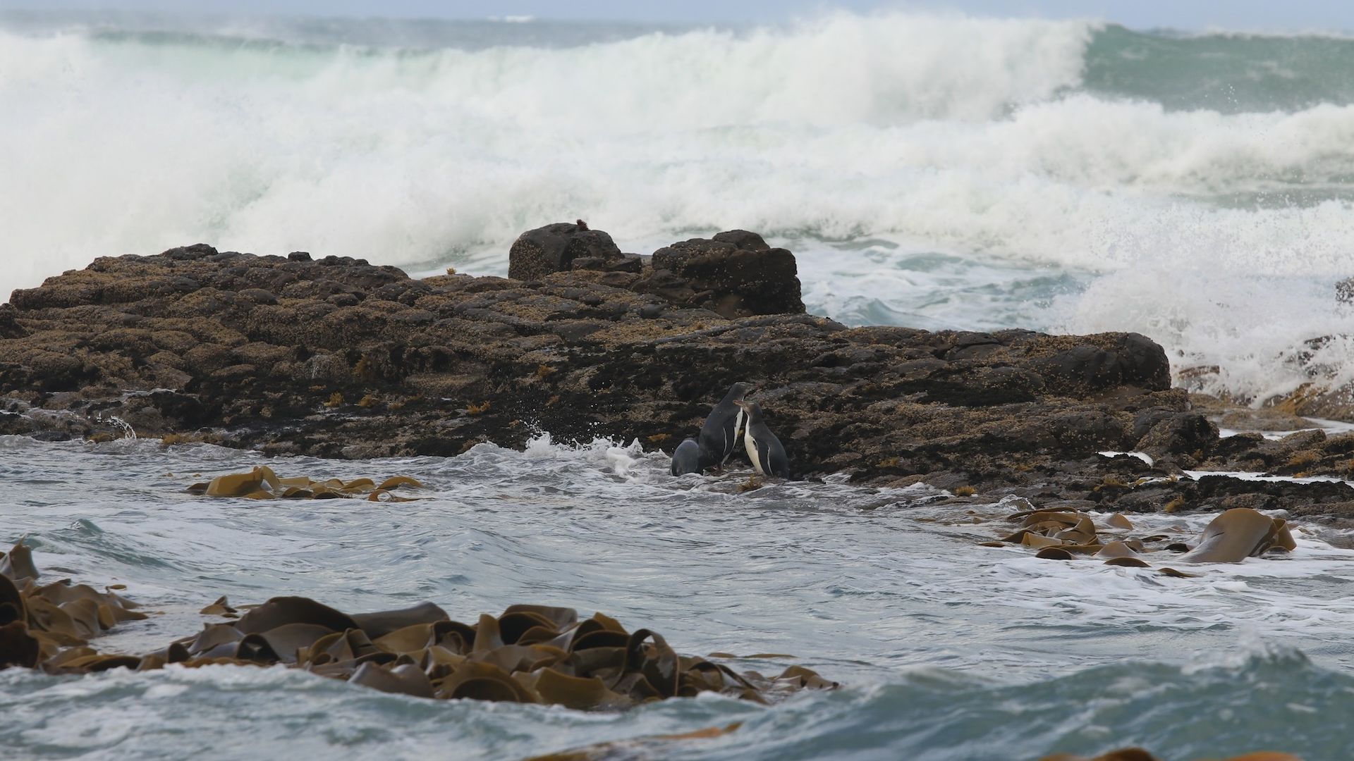 Hoiho on the rocks at Long Point Irahuka