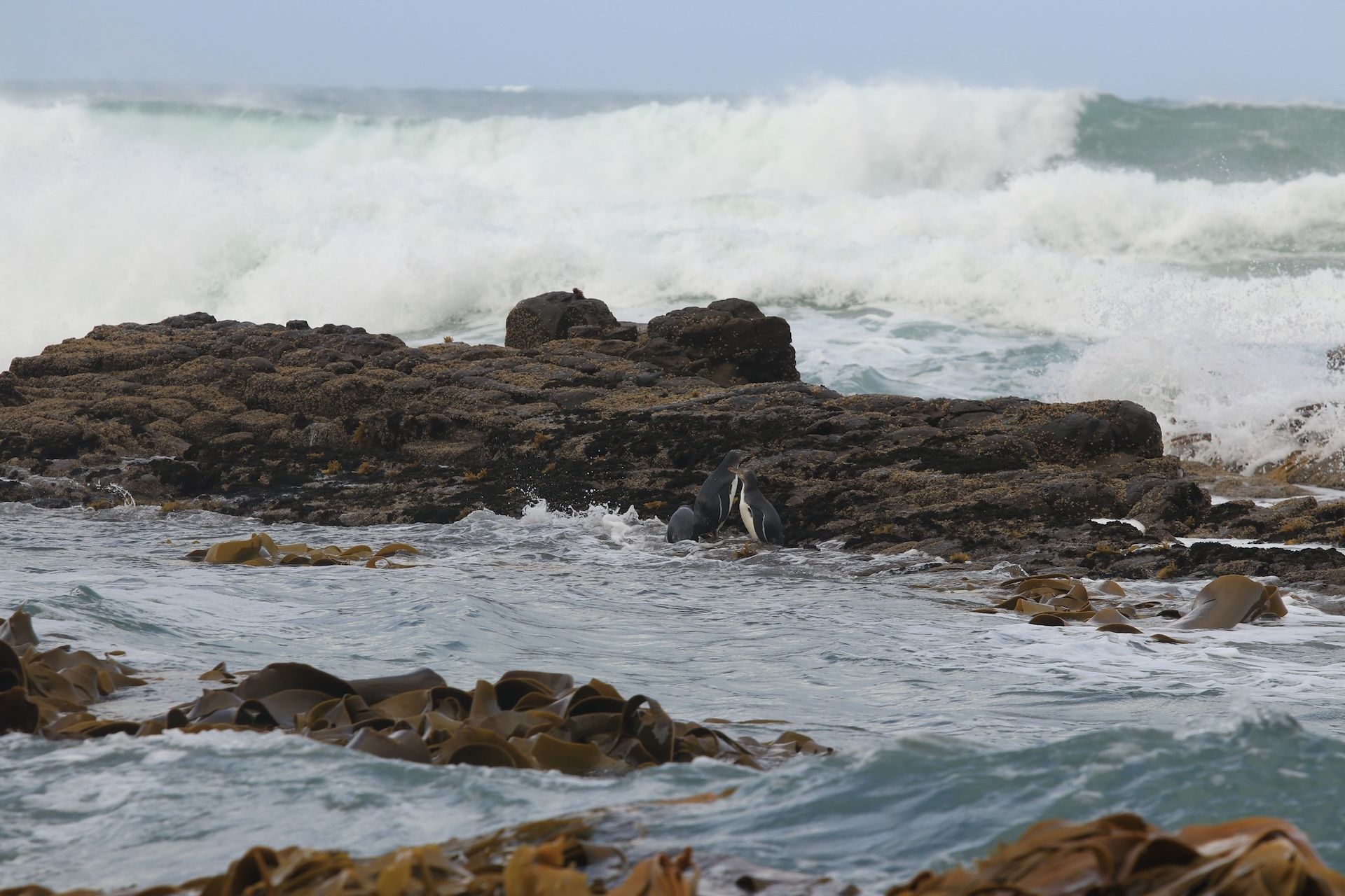 Taking legal action for hoiho