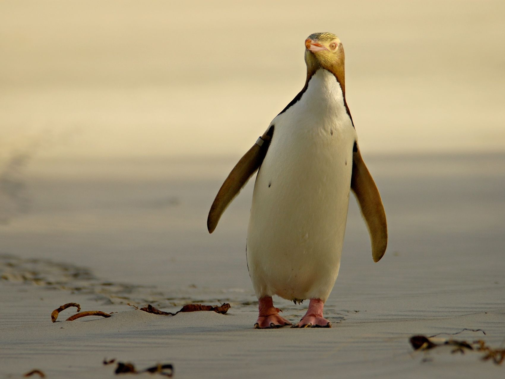 Penguin walking along the beach