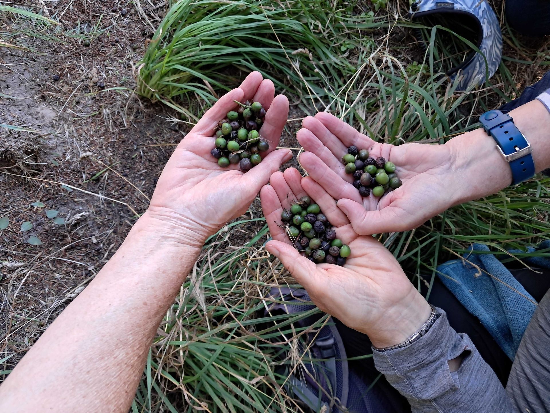 3 people's hand showing seeds