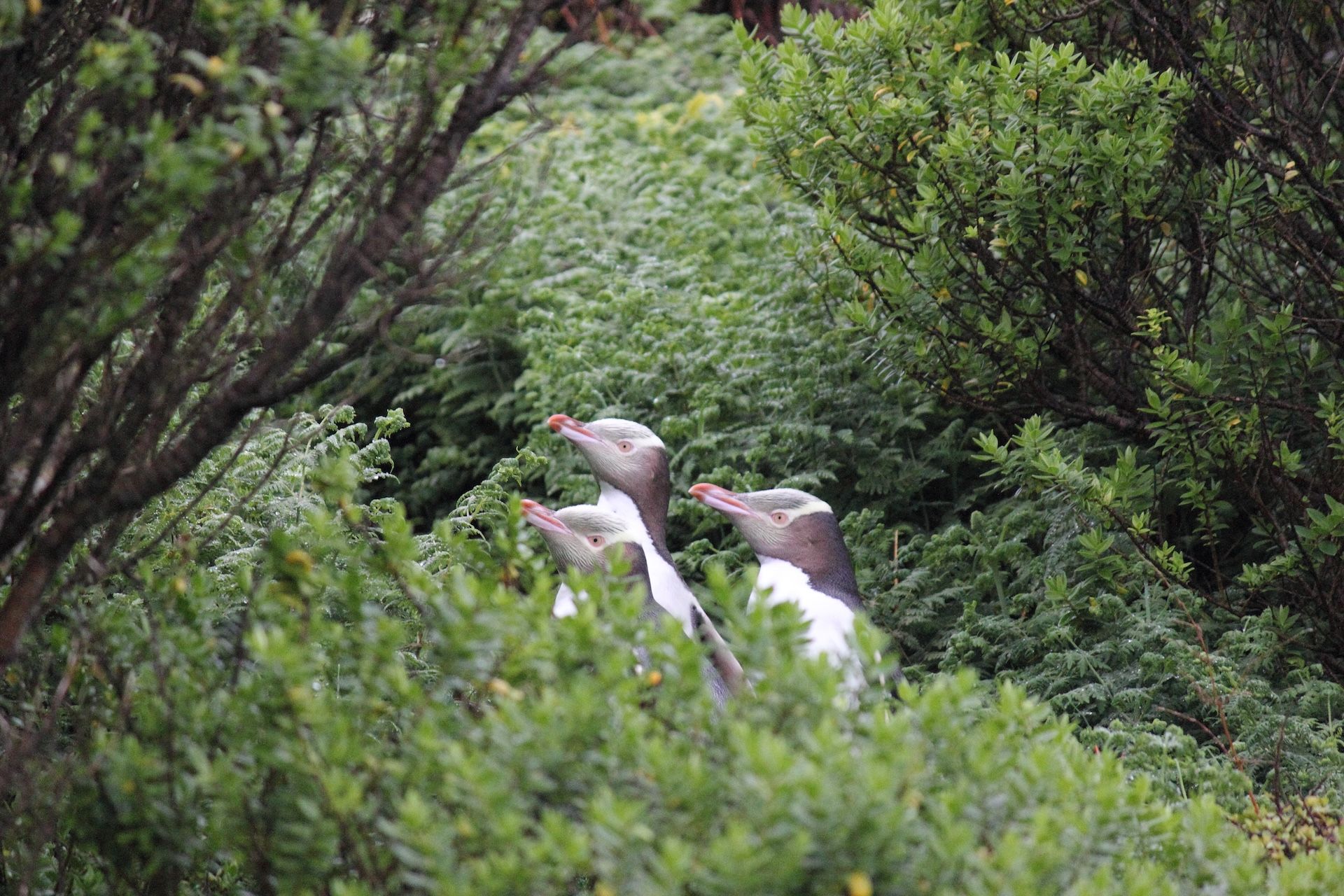 A group of three hoiho looking in the same direction behind a bush