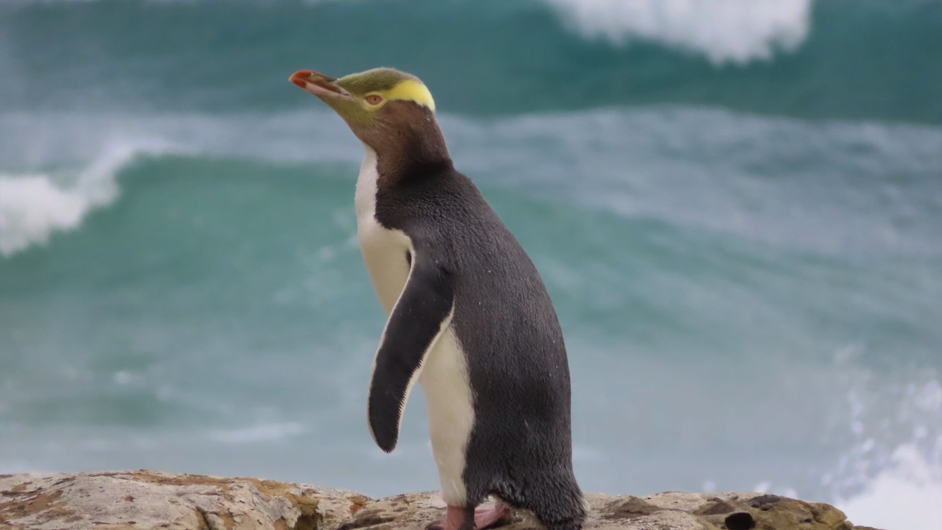 Hoiho on rock with wave