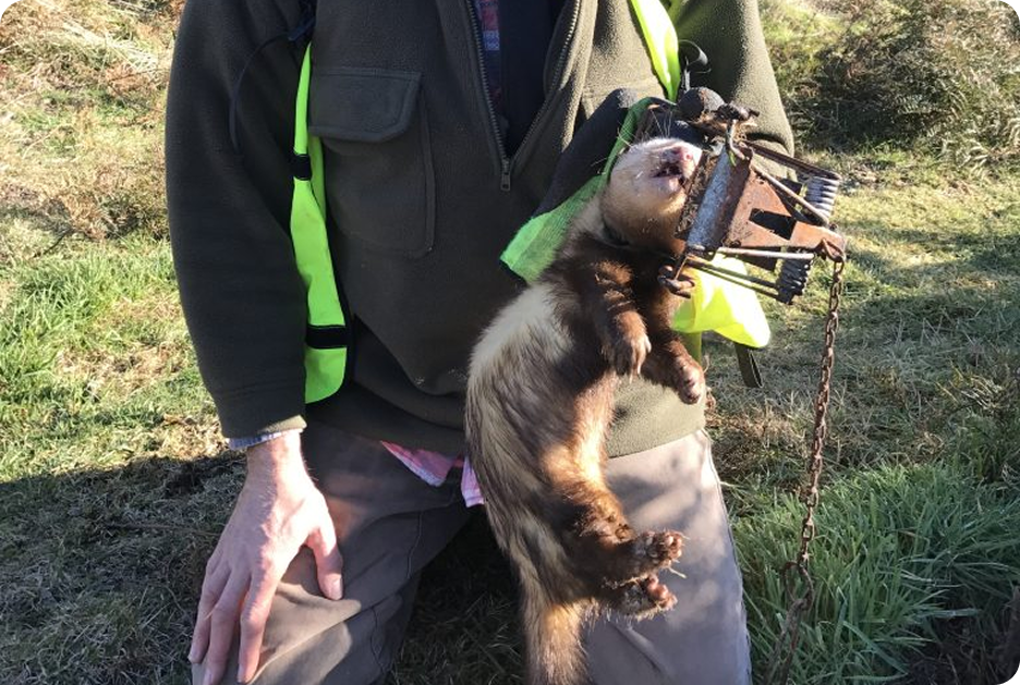 Man holding a caught ferret