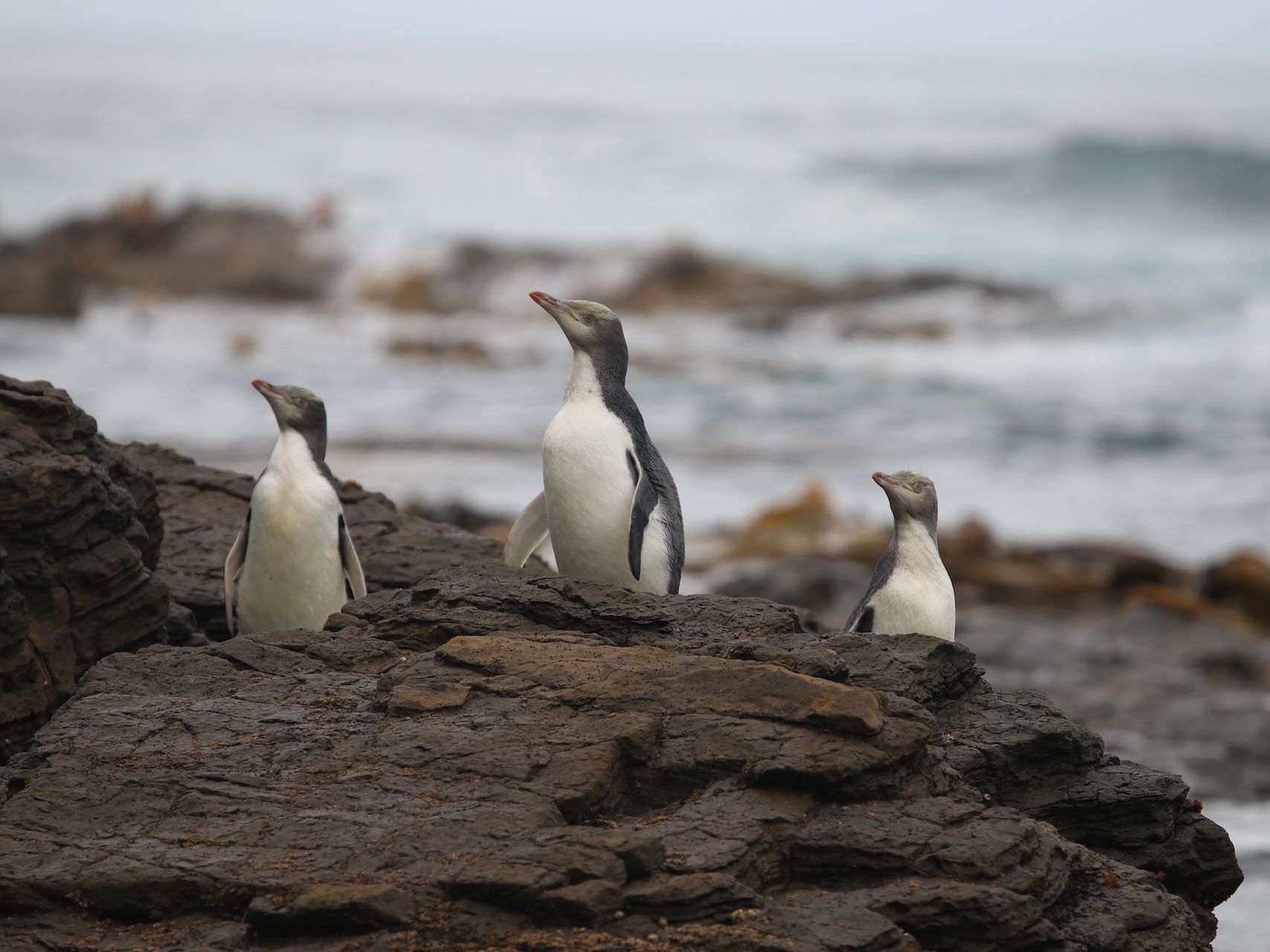 Job Opening: Biodiversity Ranger (Flora)