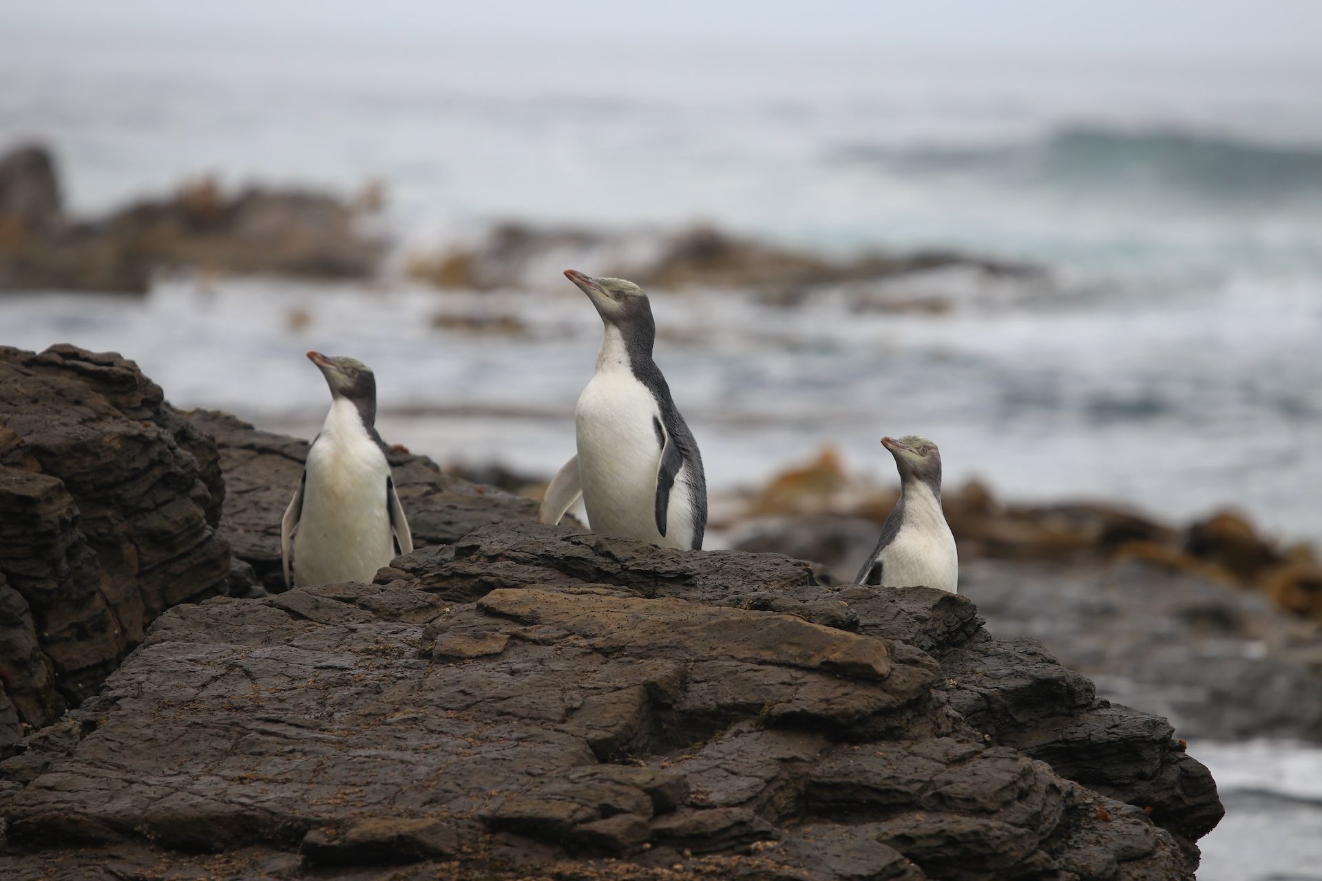 Three juvenile hoiho on the coast at Long Point prepare to fledge