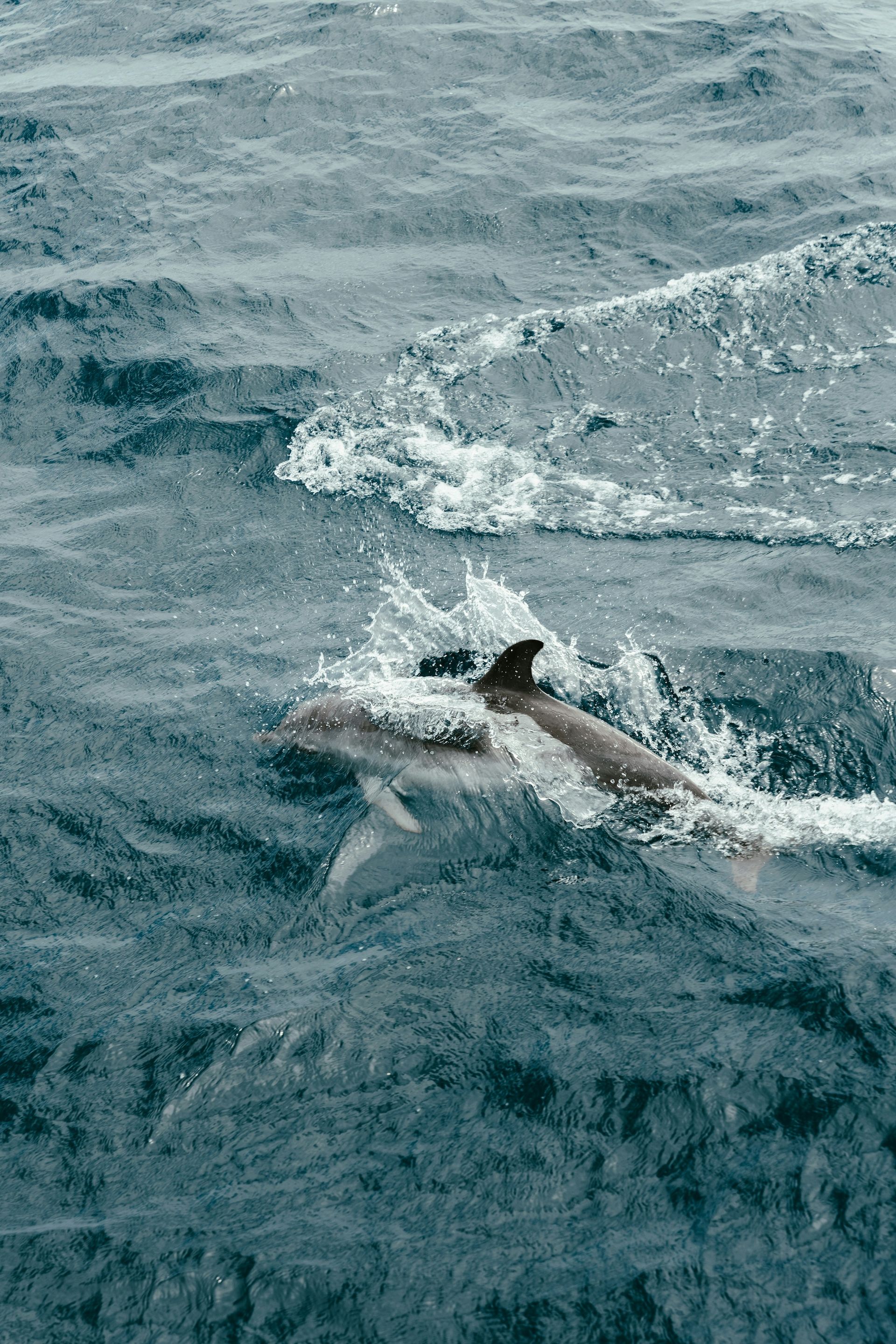 What to do with the Fisheries Act