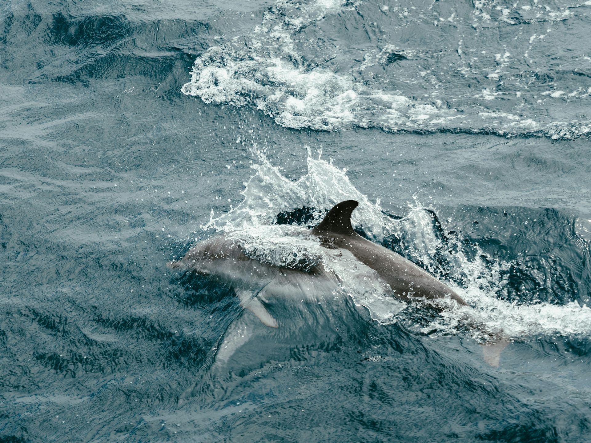 What to do with the Fisheries Act