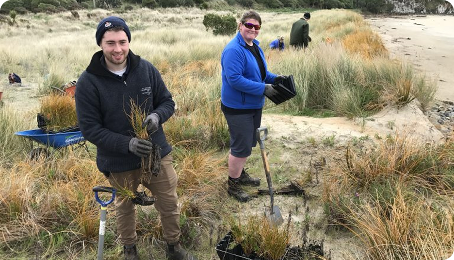 Planting helps to protect the sand dunes from erosion