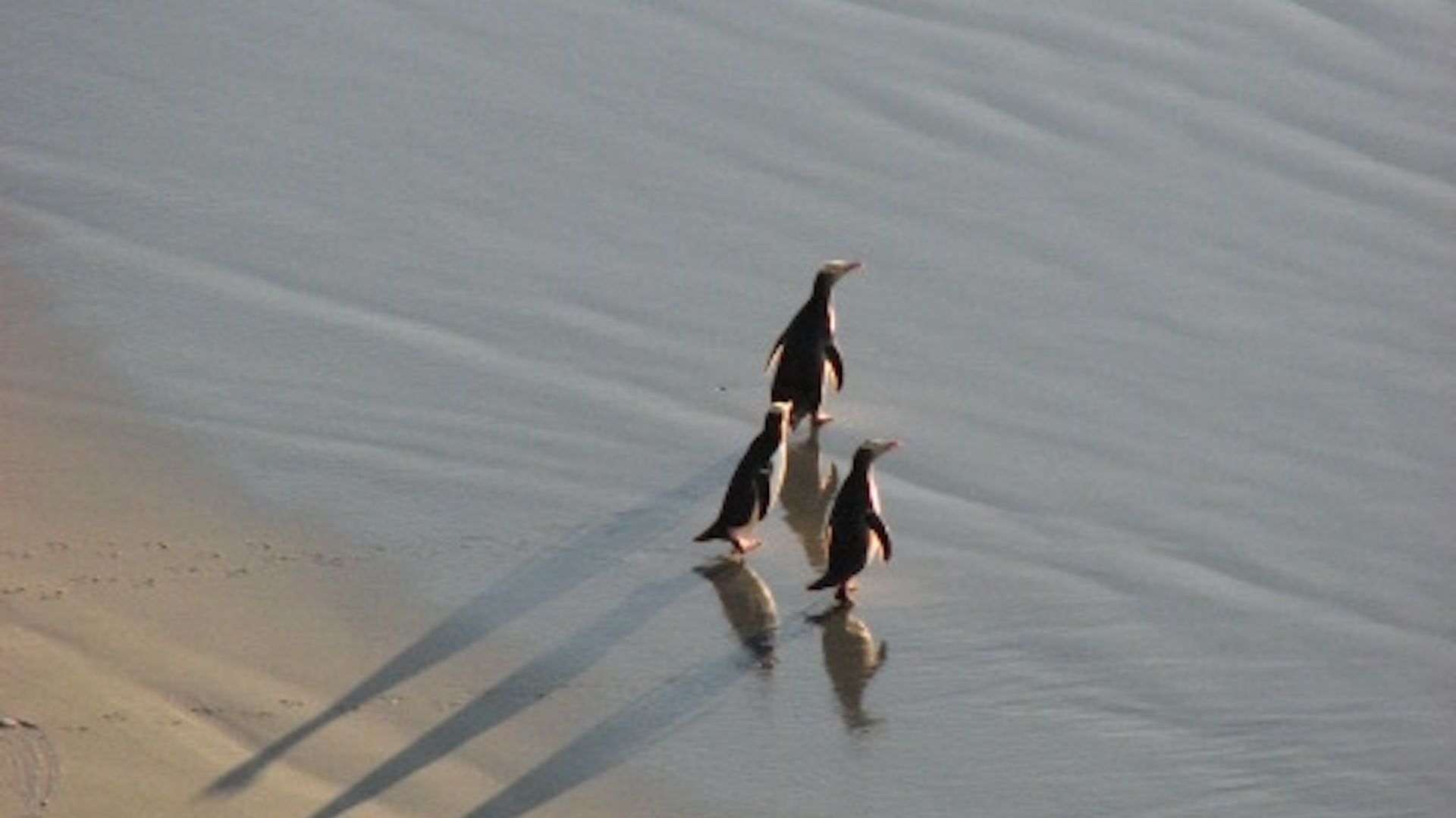 Three hoiho walking towards the ocean at sunrise