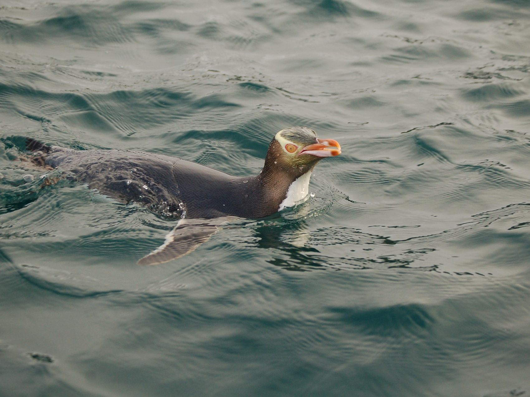 Hoiho in the water
