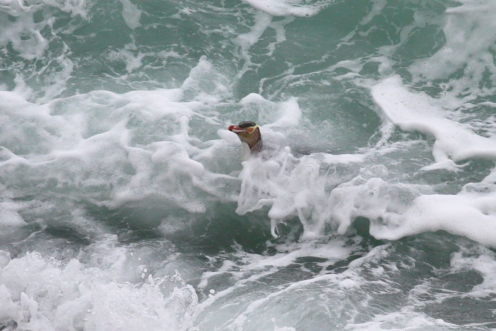 Hoiho in the ocean
