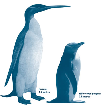 emperor penguin size comparison