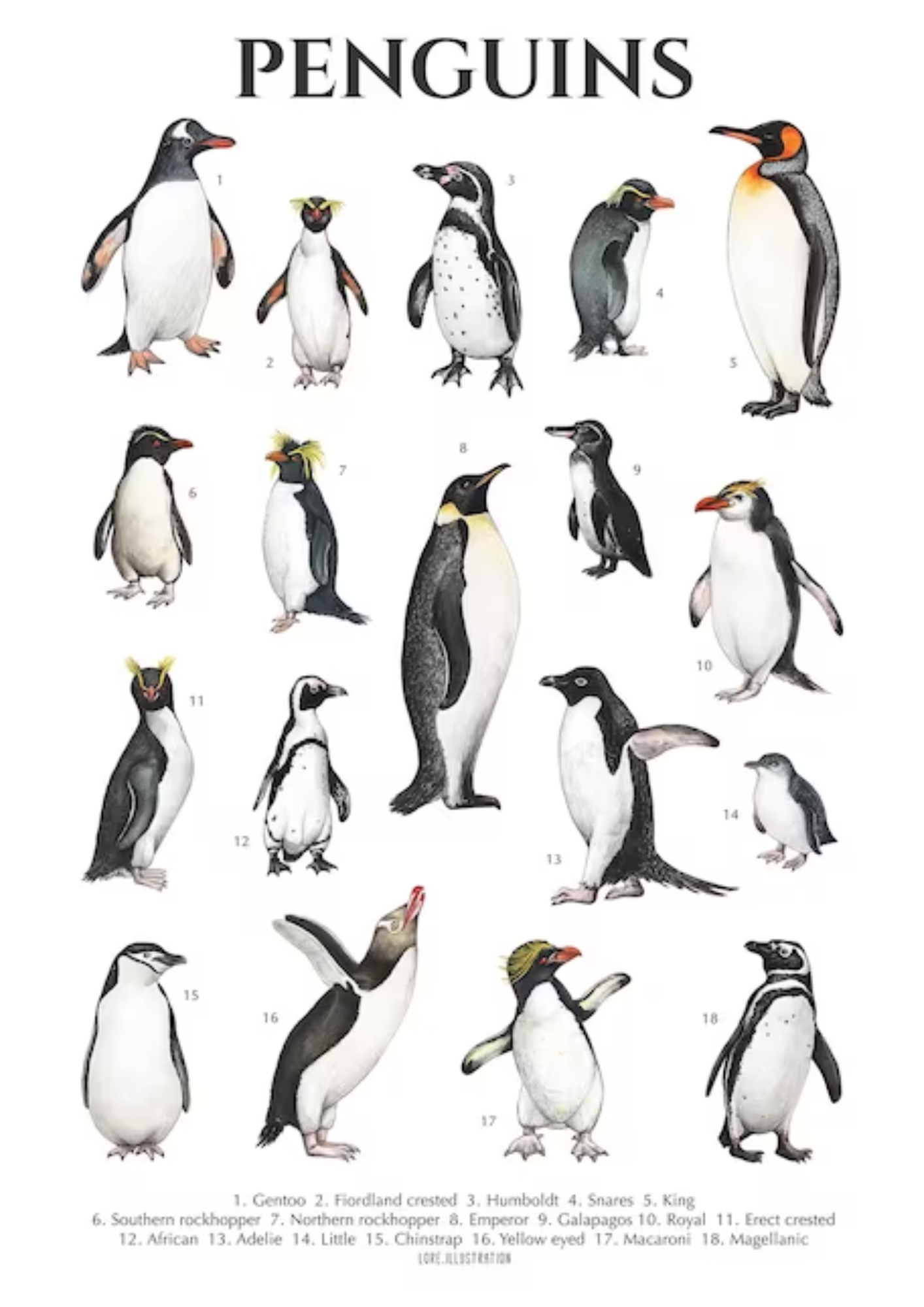 all black penguin