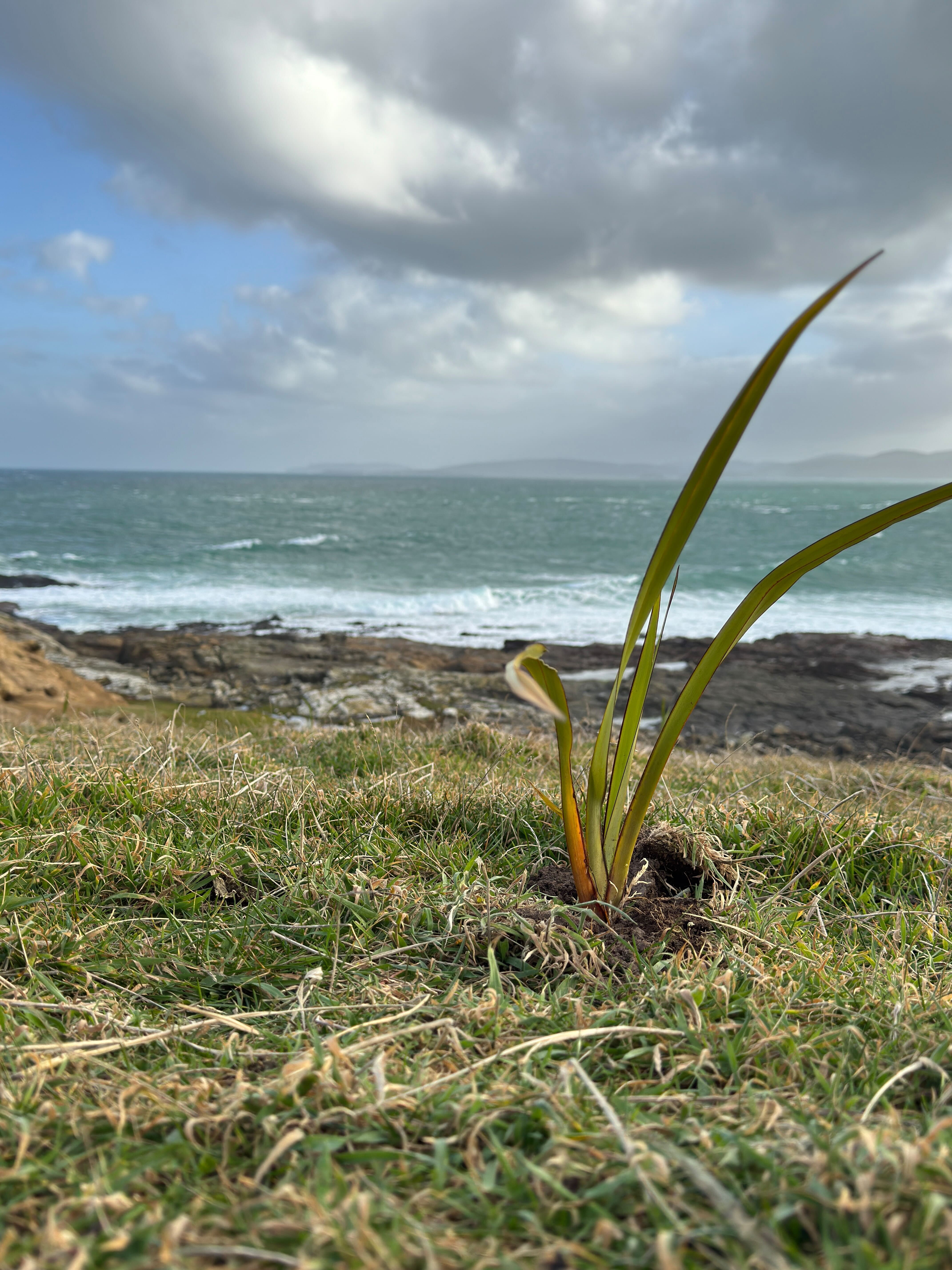 Harakeke planted at Long Point Catlins