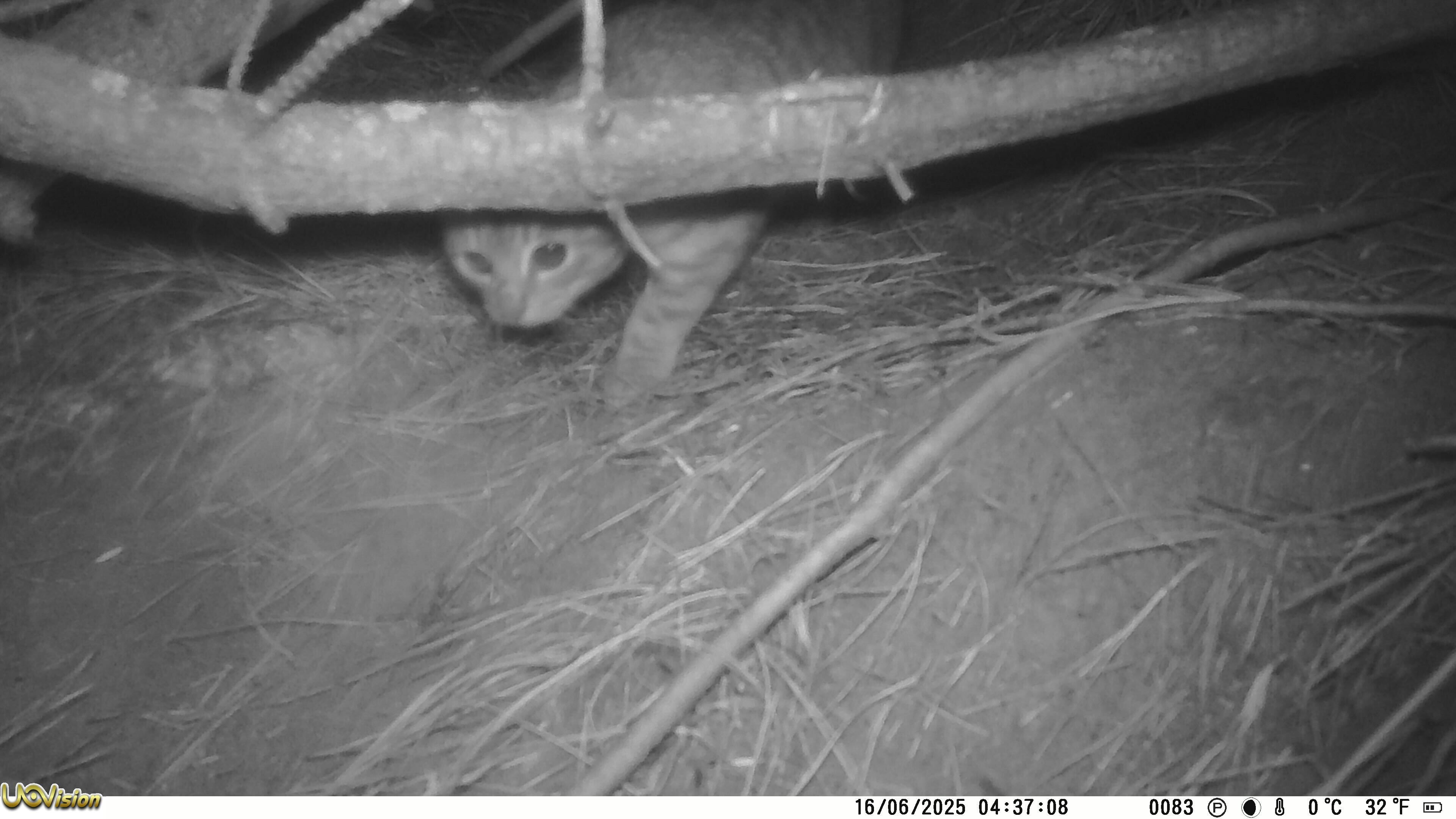 Feral cat caught on trail camera