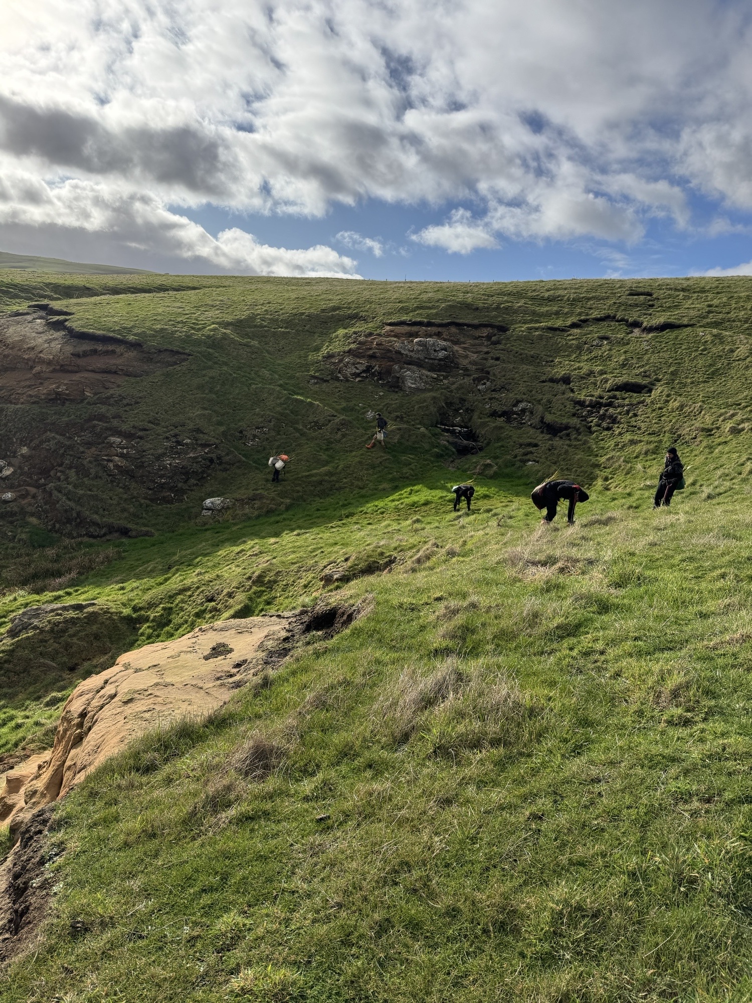 Te Tapu o Tāne in the field