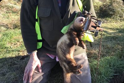 Man holding a caught ferret