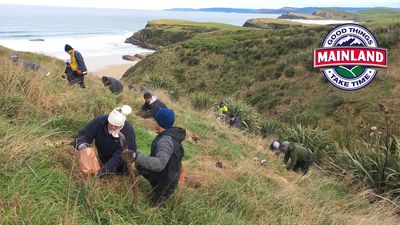 Mainland planting day