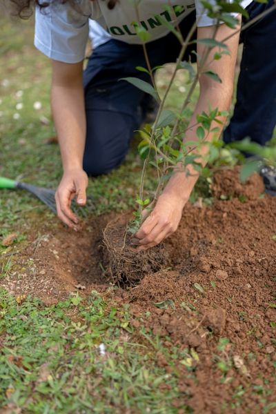 A person planting a tree on the ground