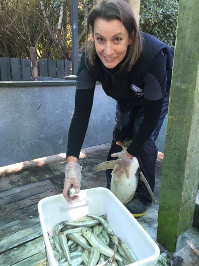 penguin is fed while in rehabilitation at The OPERA