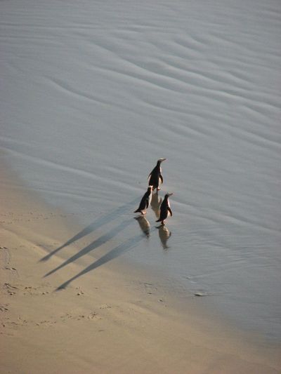 Three hoiho walking towards the ocean at sunrise