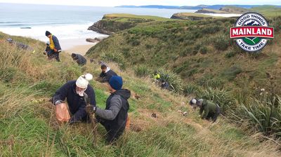 Mainland planting day
