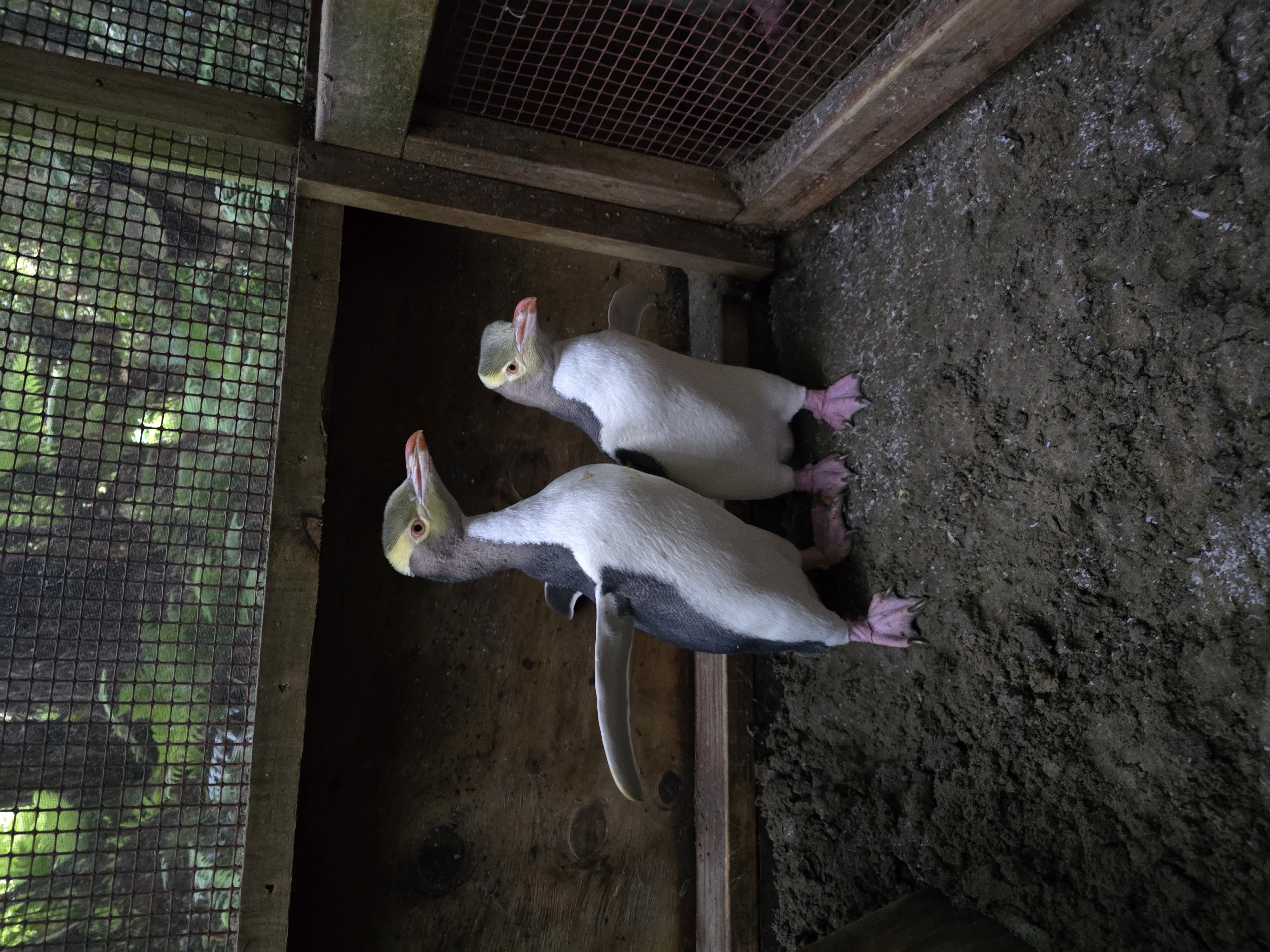 Two hoiho gaining weight in rehabilitation centre on rakiura