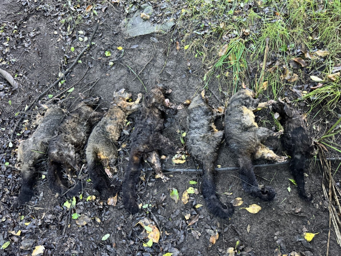 Seven dead possums